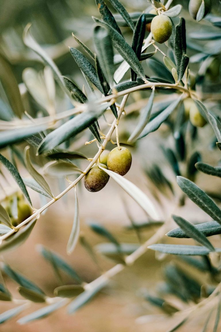 Oljcno olje, olive