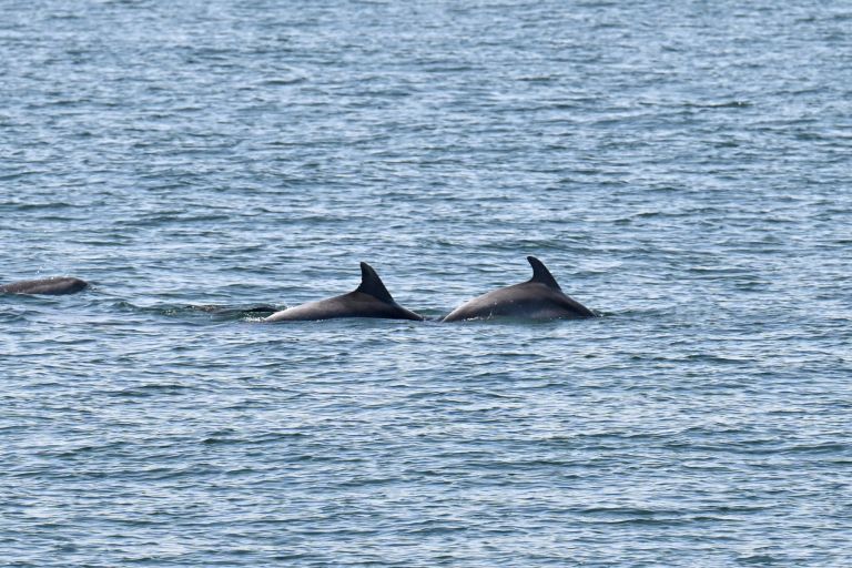 delfin