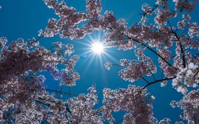 sonce, pomlad