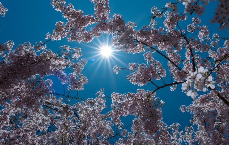 sonce, pomlad