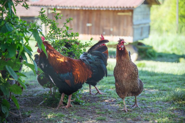 socialna-kmetija-korenika, šalovci, ekološka-kmetija, kokoš, kokot