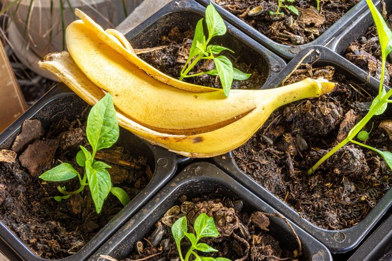 banana, bananin olupek, gnojilo, rastline
