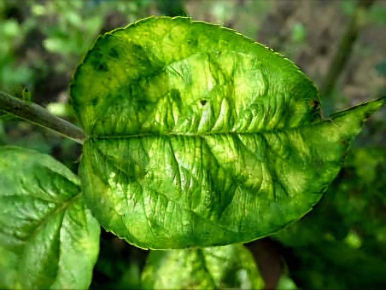 Biodinamika5-maj25.jpg