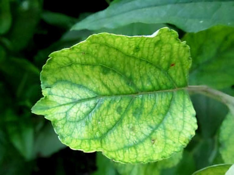 Biodinamika4-maj25.jpg