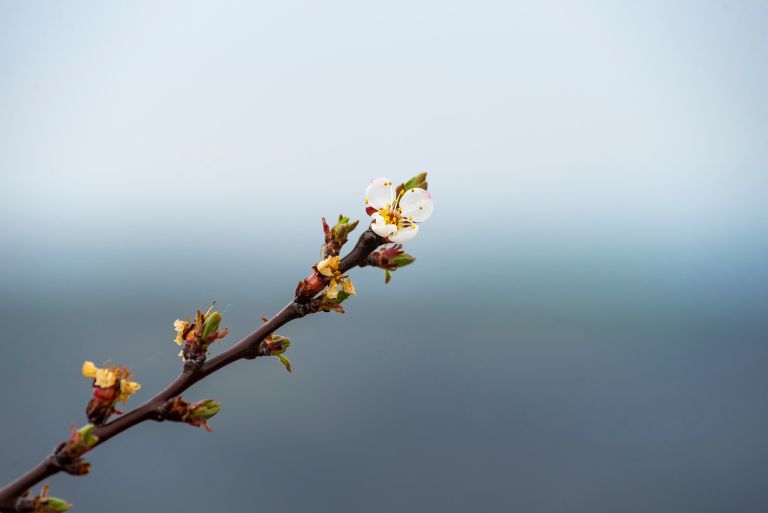 Biodinamika8-maj25.jpg