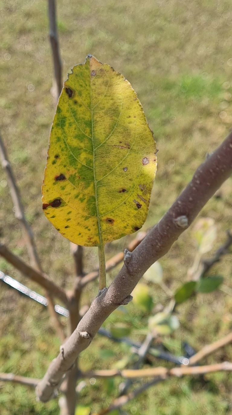 Biodinamika3-maj25.jpg
