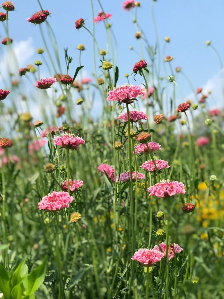 Projekti8-maj25.jpg