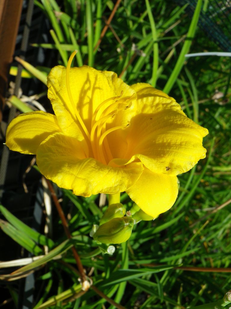 Prijazno10-maj25.JPG