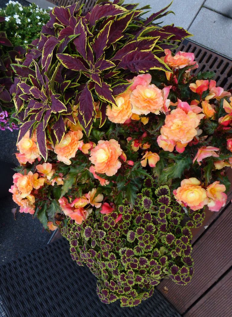 Plantella6-maj24.JPG