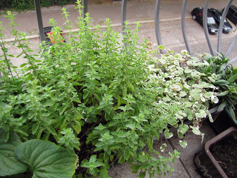 Plantella1-maj24.jpg