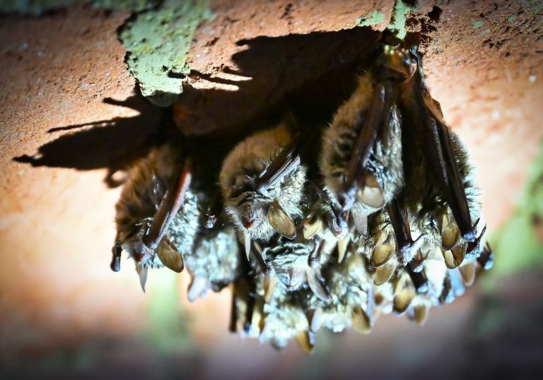 netopir, myotis-emarginatus