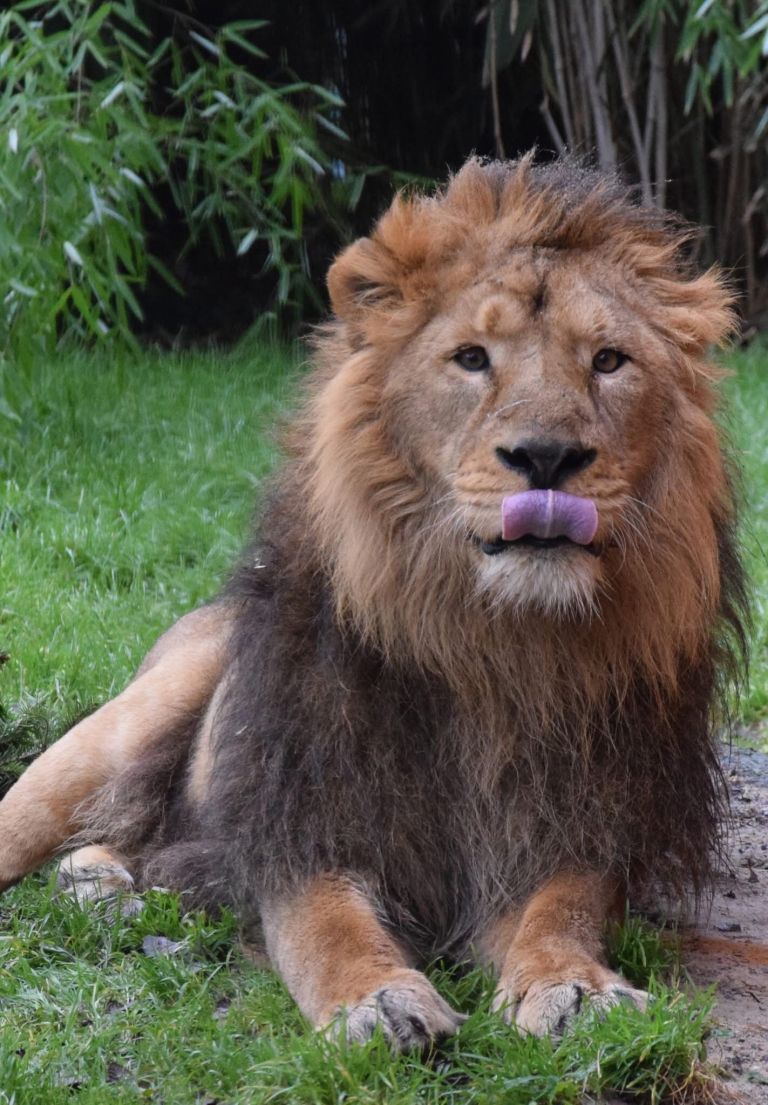 raman azijski lev zoo ljubljana.jpg