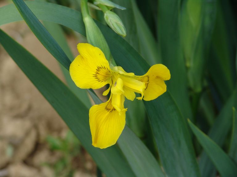 Nepogrešljive14-maj23.JPG