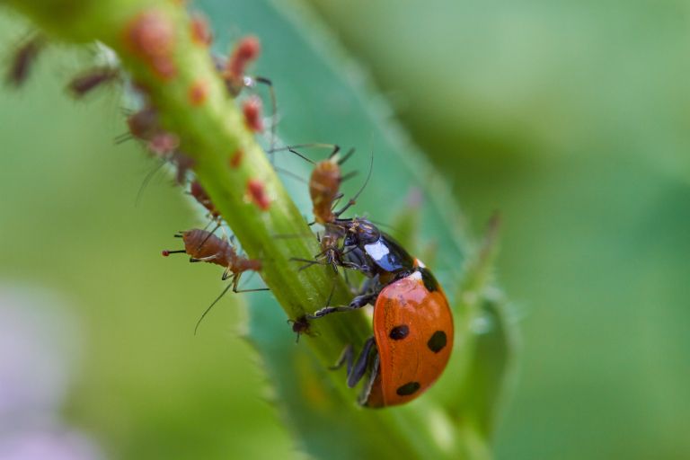 Biodinamika6-maj23.jpg