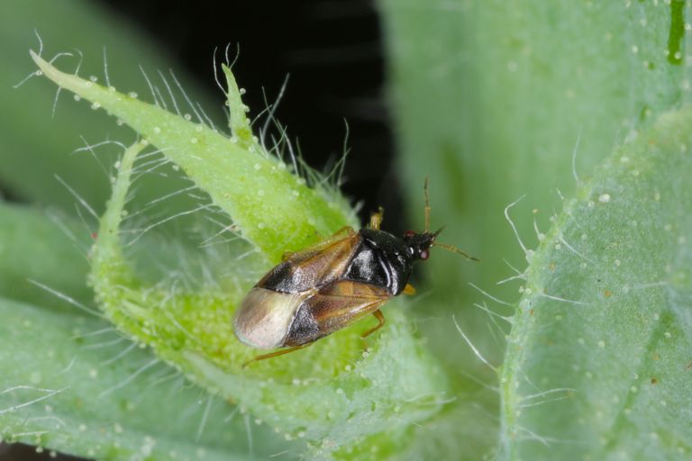 Biodinamika1-maj23.jpg