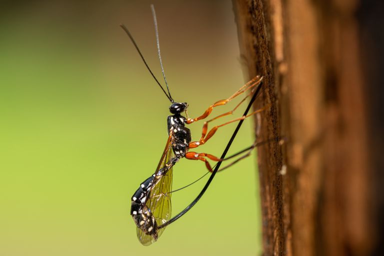 Biodinamika4-maj23.jpg