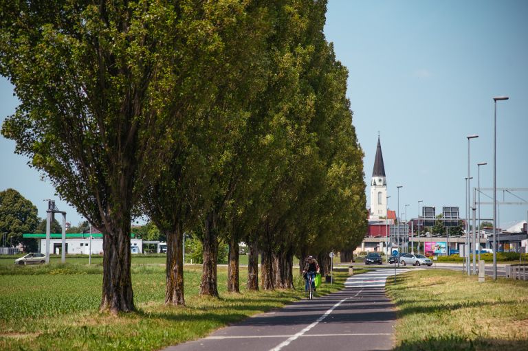 simbolična, drevored-rakičan, topoli, rakičanski, drevesa