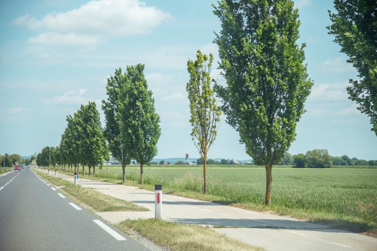 simbolična, drevored-bakovci, bakovski, hrast, drevo, drevesa
