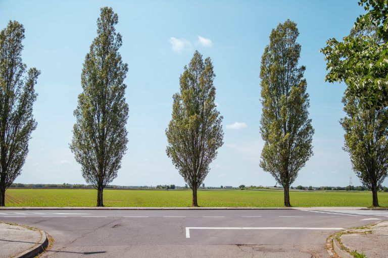 simbolična, drevored-rakičan, topoli, rakičanski, drevesa