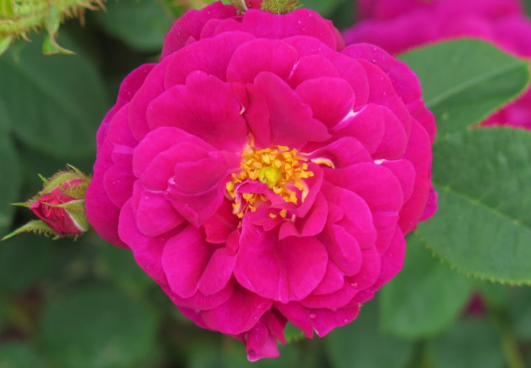 aroma4-jun21.jpg