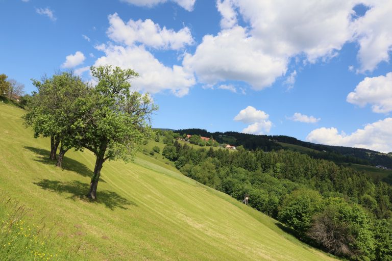 zresko pohorje 2.jpg
