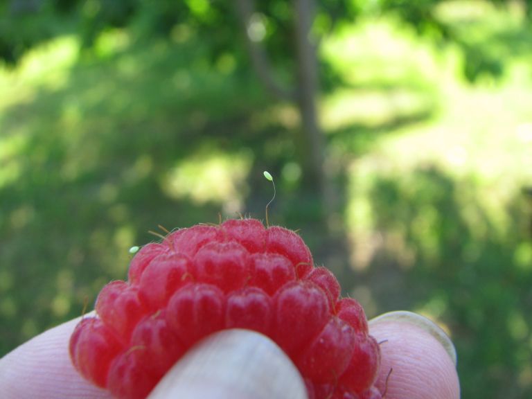 Zelenjavni11-jun22.JPG