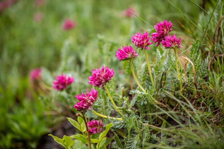 alpski-botanicni-vrt-juliana