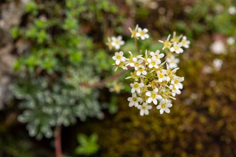 alpski-botanicni-vrt-juliana