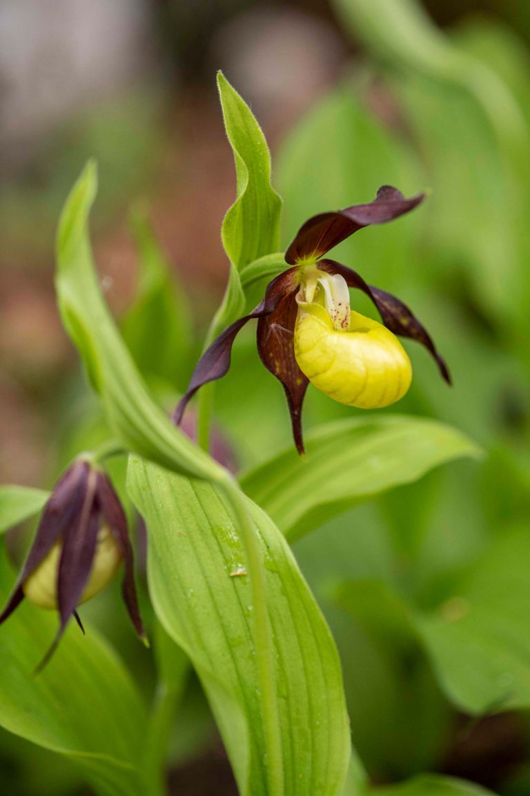 alpski-botanicni-vrt-juliana