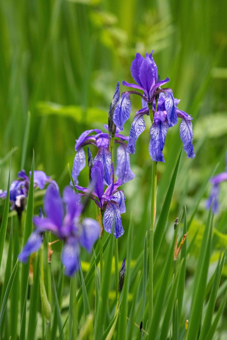 alpski-botanicni-vrt-juliana