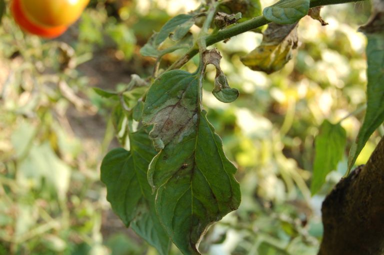 Plantella2-jun22.JPG