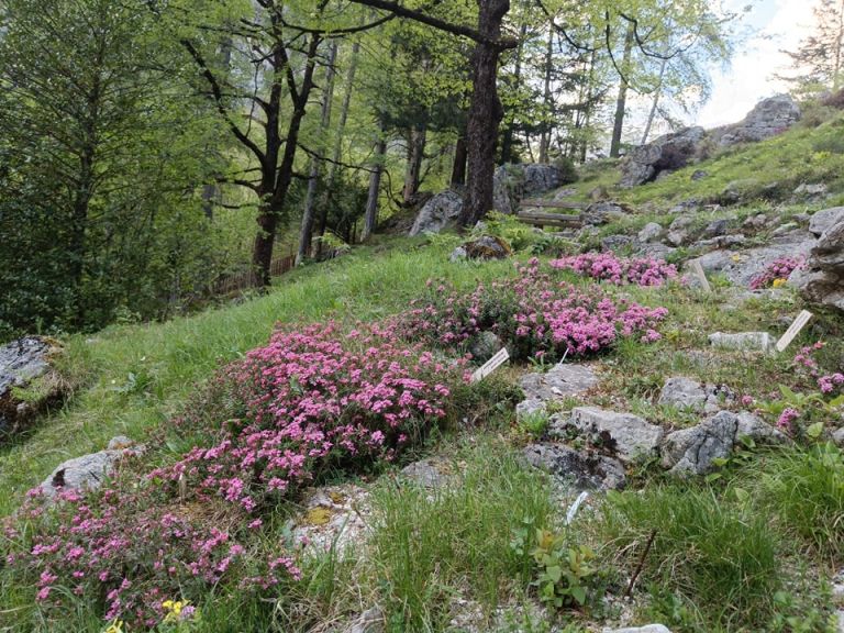 Alpski botanični vrt Juliana