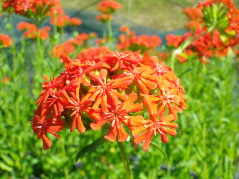 nepogresljive6-jun23.JPG