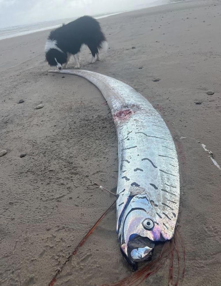 oarfish.jpeg