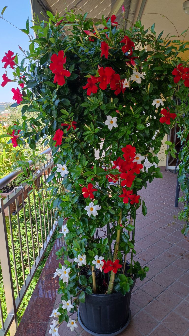 Bivalni2-jun24.jpg