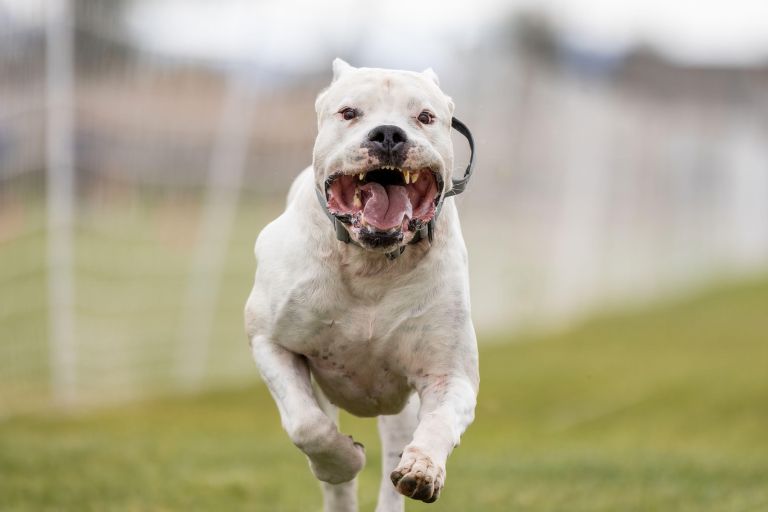 argentinska doga