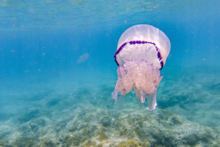 meduze Rhizostoma pulmo.jpg