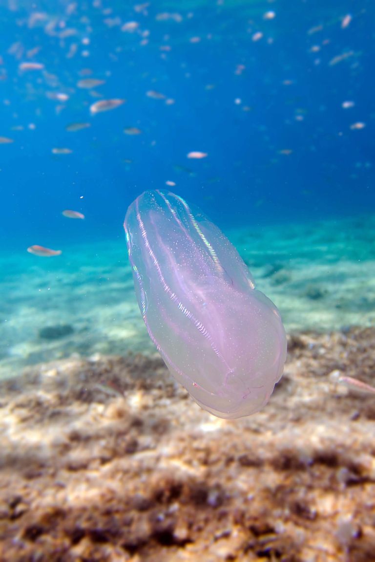 meduze Mnemiopsis leidyi.jpg