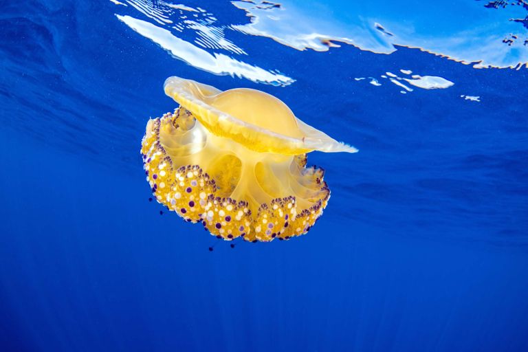 meduze Cotylorhiza tuberculata.jpg