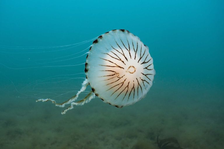 meduze Chrysaora hysoscella.jpg