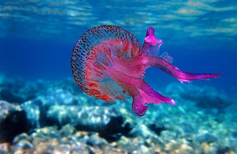 meduze Pelagia noctiluca.jpg