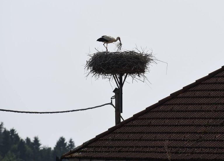 obrockanje, storklja, skocjan