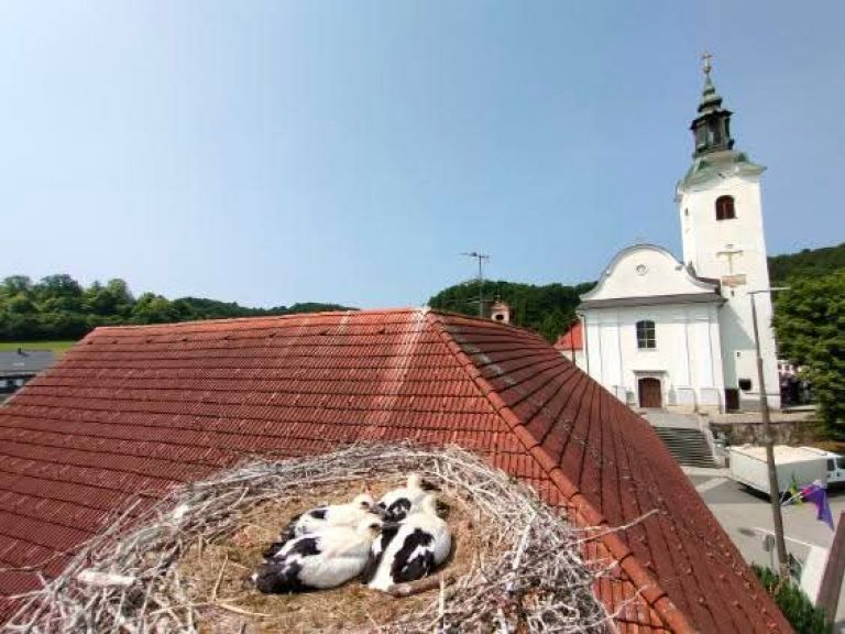 obrockanje, storklja, skocjan