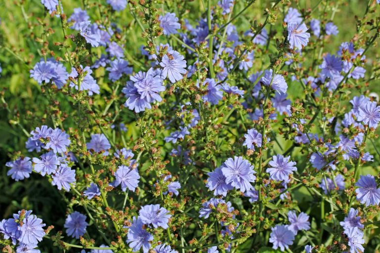 Navadni potrošnik, Cichorium intybus.jpg