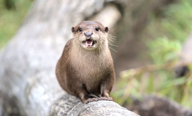portrait-otter-tree-trunk.jpg