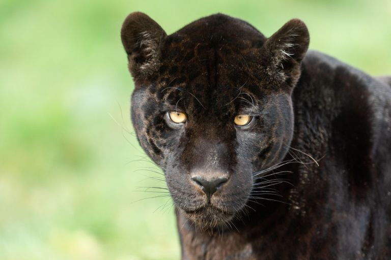 črni jaguar.jpg