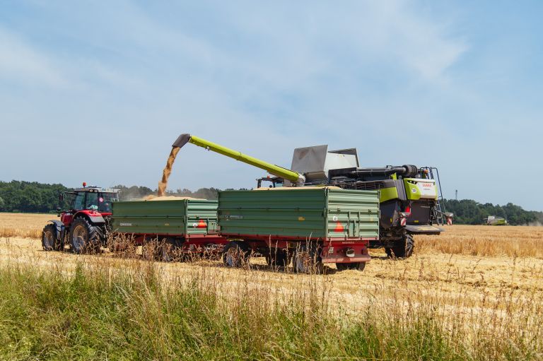 simbolična, kombanj, žetev-2025, pšenica, ženjanje, kmetijstvo