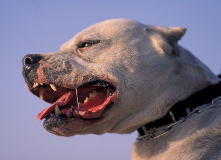 argentinska doga