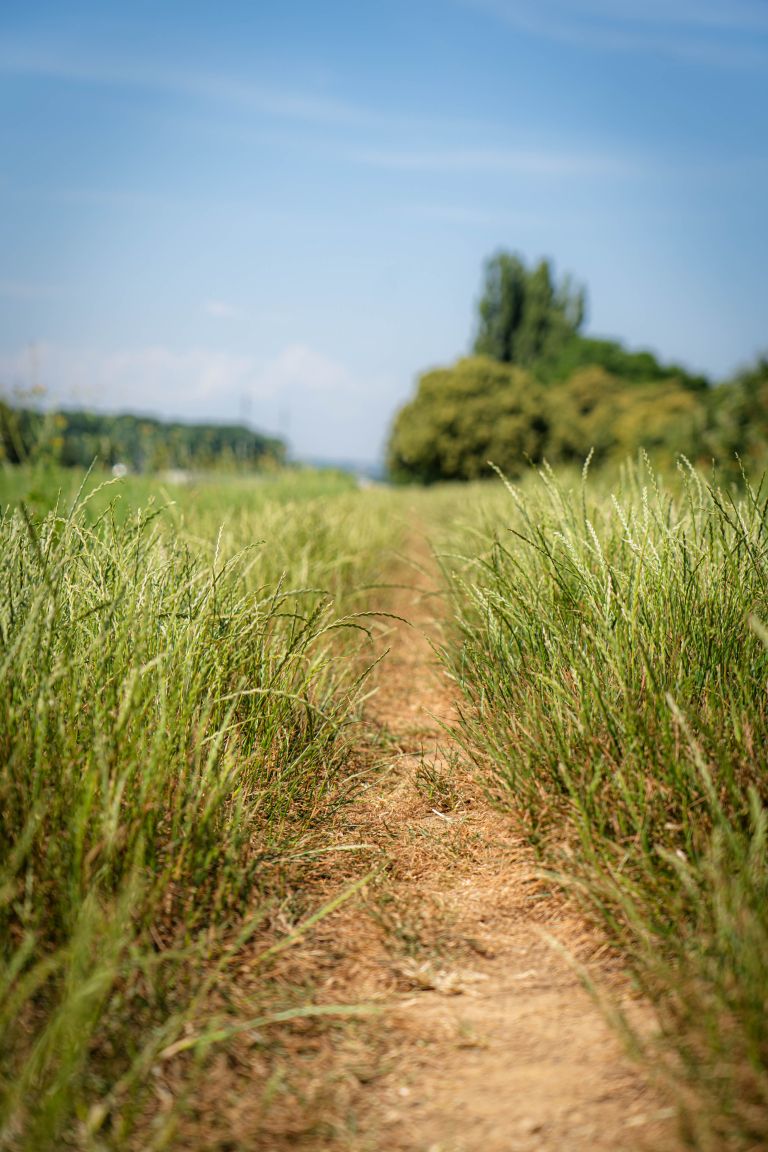 murska-sobota, kanal, visoka-trava