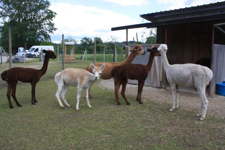 alpaka-ranc-pepito-prijatelji
